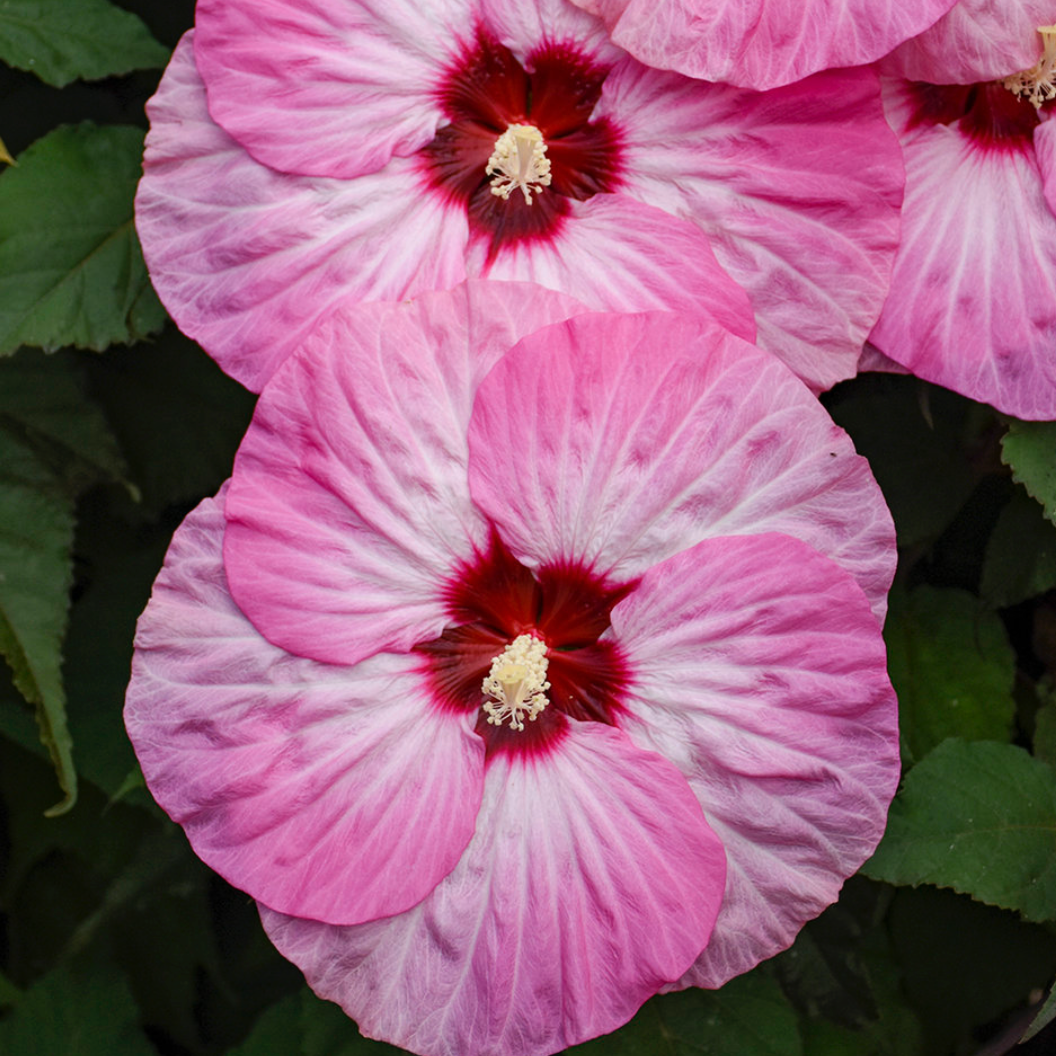 Hibiscus 'Summerific 'Spinderella' by Proven Winners
