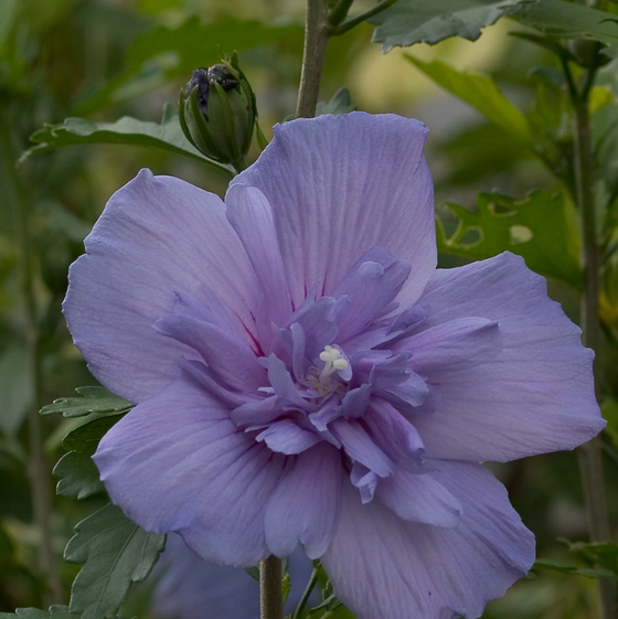 Rose of Sharon 'Blue Chiffon' by Proven Winners