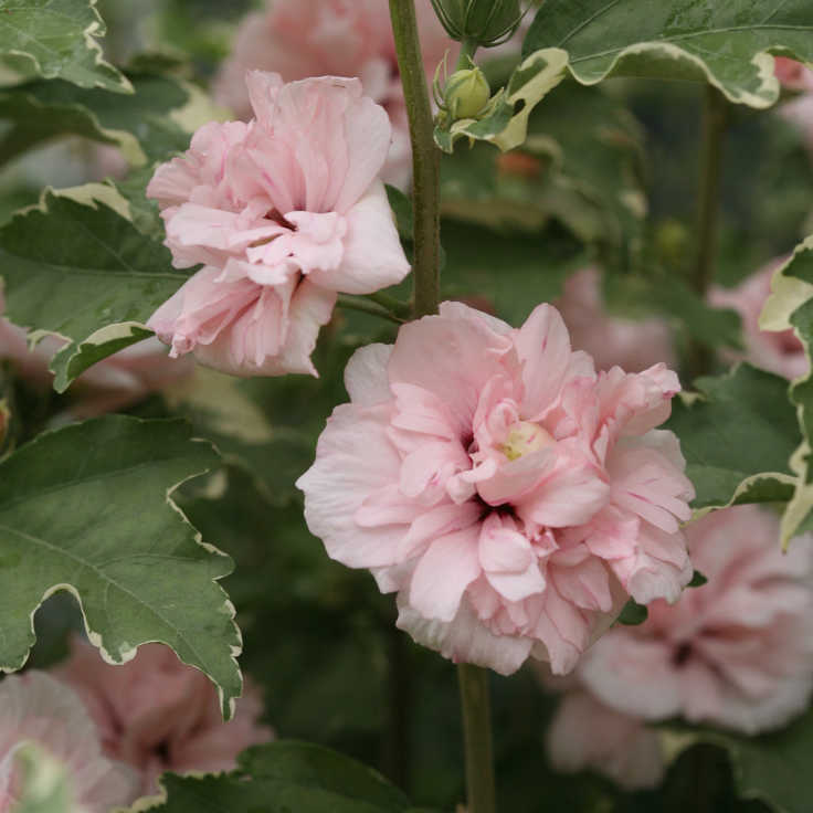 Rose of Sharon 'Blushing Bride'