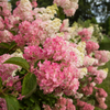 Hardy hydrangea 'Berry White' (Hydrangea paniculata 'Berry White')