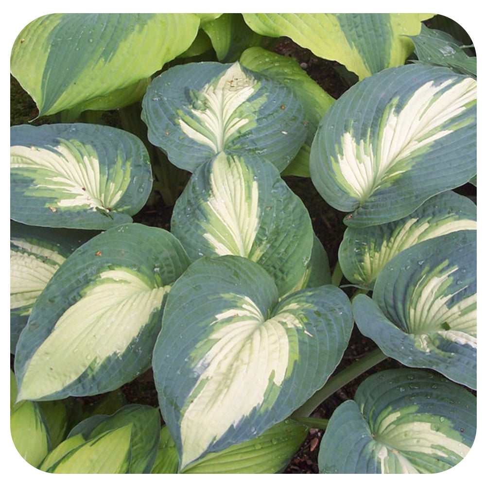 Hosta Shadowland 'Hudson Bay' (Proven Winners)