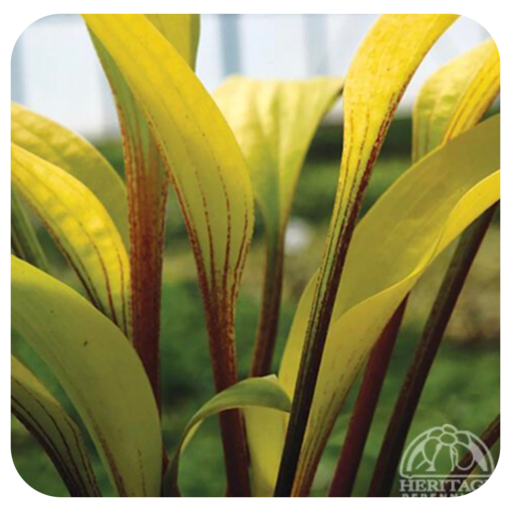 Hosta 'Designer Genes'