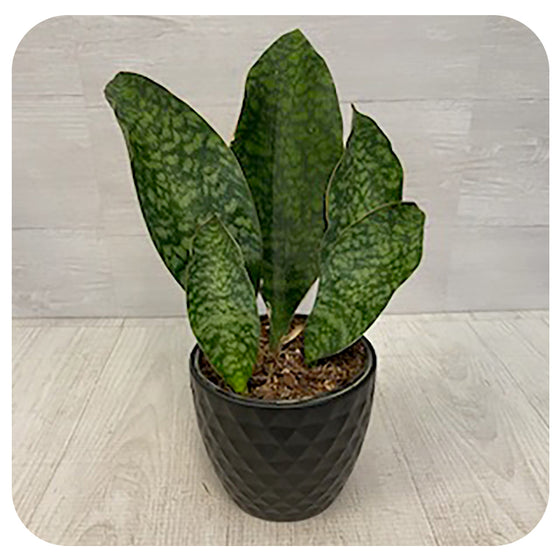 Snake Plant 'Whalefin' (Sansevieria Masoniana)
