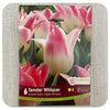 Triumph Tulip 'Tender Whisper'