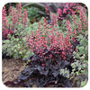 Coral Bells 'Timeless Night' (Heuchera)