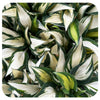 Hosta 'Tongue of Flame'