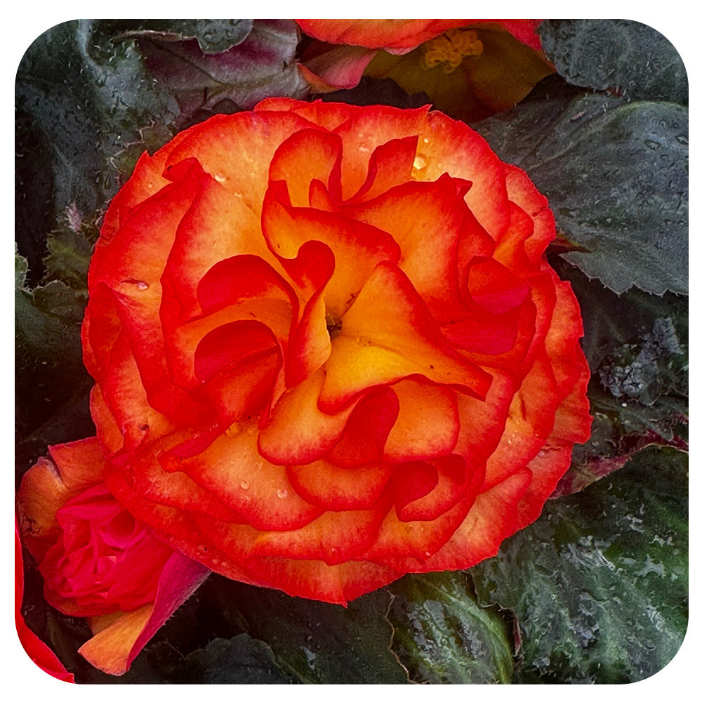 Begonia - Non-Stop Variety (Tuberous Begonia)