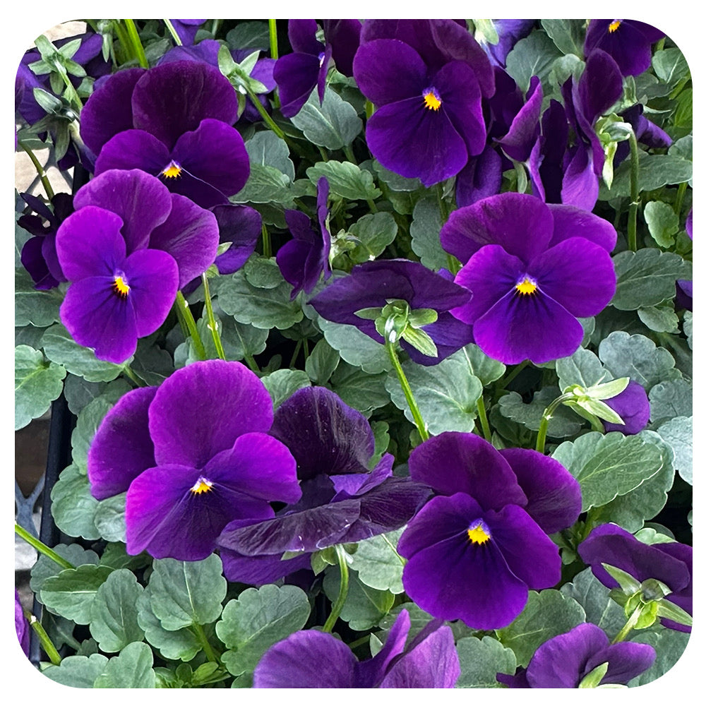 Viola