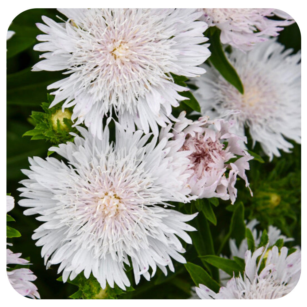 Stokes' Aster 'Totally Stoked Whitecaps' by Proven Winners (Stokesia laevis)