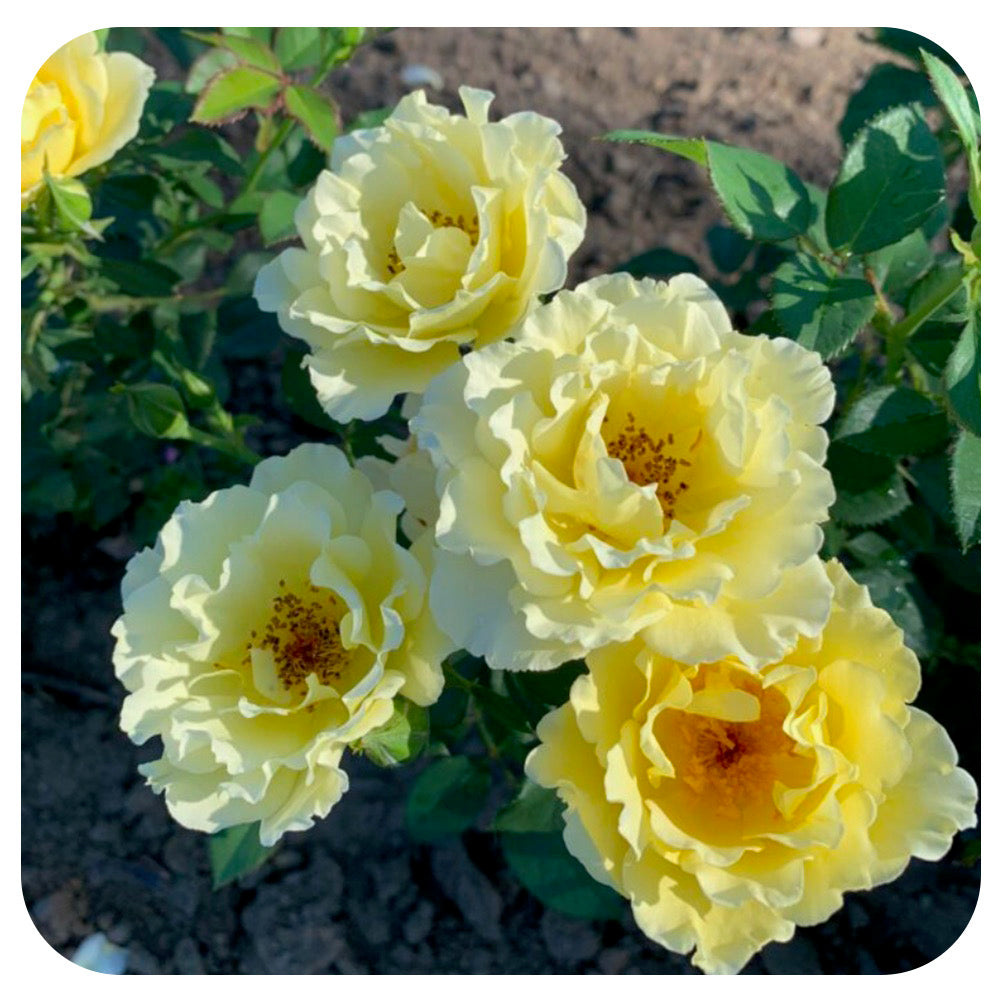 Yukon Sun Rose (49th Parallel Collection)