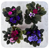 African Violets (Saintpaulia)