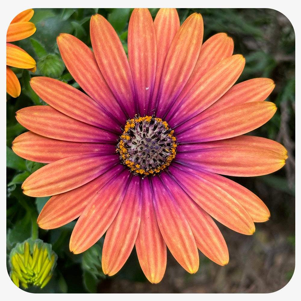 African Daisy (Osteospermum)