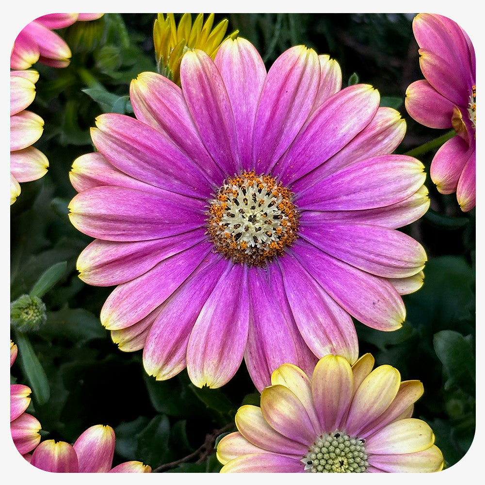 African Daisy (Osteospermum)
