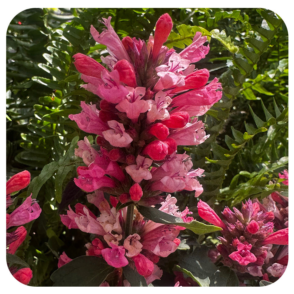 Agastache 'Pink Pearl'