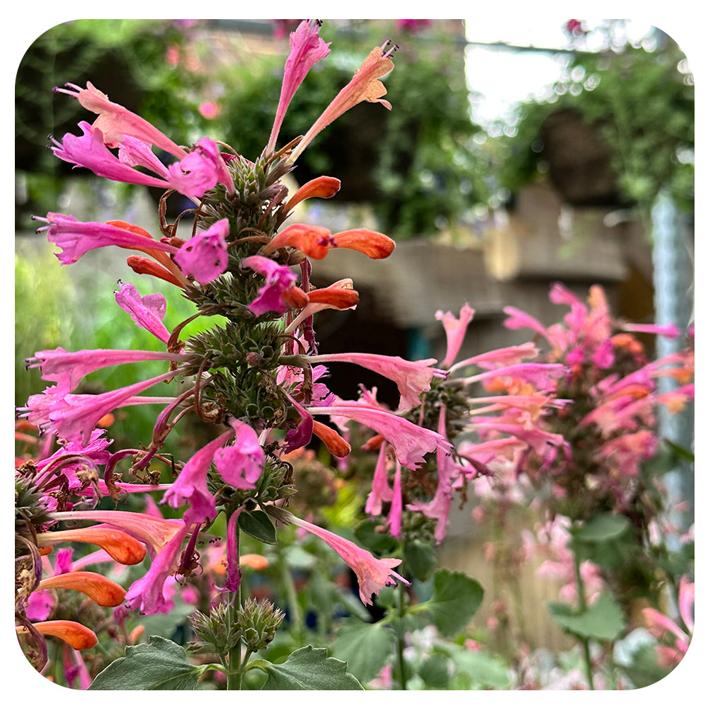 Agastache 'Kudos Ambrosia' (Anise Hyssop)