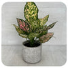 Aglaonema - Pink Tones