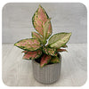 Aglaonema - Pink Tones