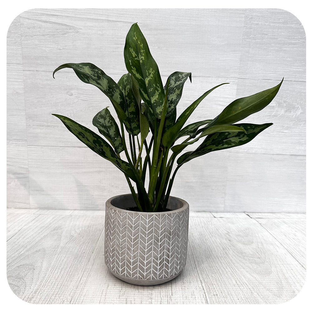 aglaonema maria christina Aglaonema "Maria Christina"
