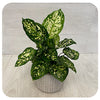 Aglaonema - White Tones