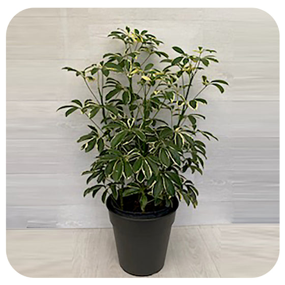 Schefflera Prince Albert