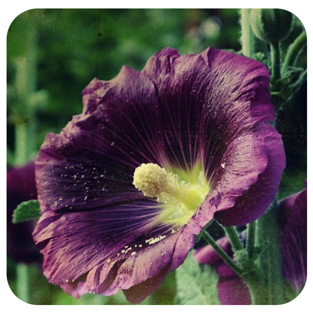 Alcea Spotlight 'Purple Rain'
