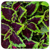 Coleus