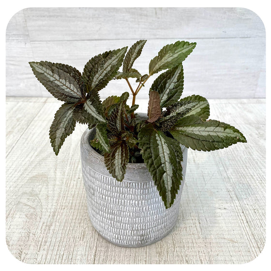 Aluminum Plant (Pilea)