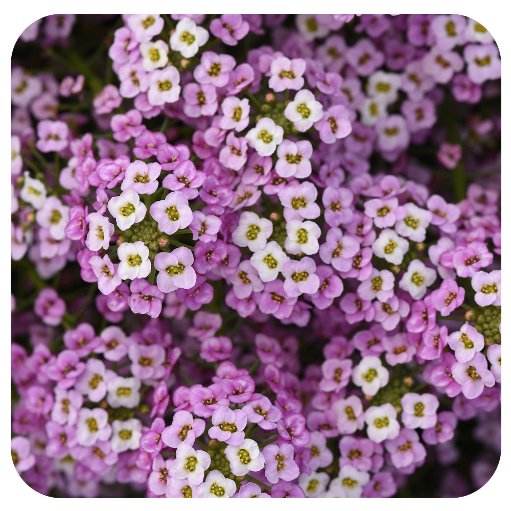 『ユイカ』　Agapanthus 時計草　ツキミソウ　sweet alyssum ユイカ』 Agapanthus 時計草 ツキミソウ sweet alyssum Alyssum Seeds