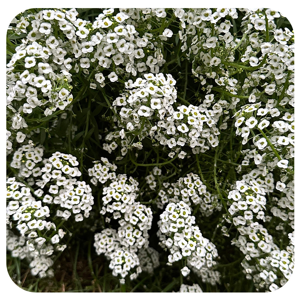 Alyssum - Davenport Garden Centre