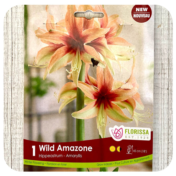 Amaryllis Wild Amazone