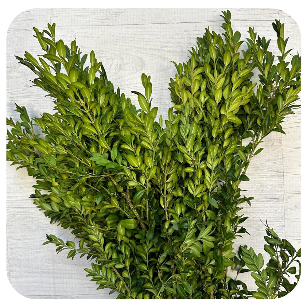 American Boxwood (Medium Leaf)