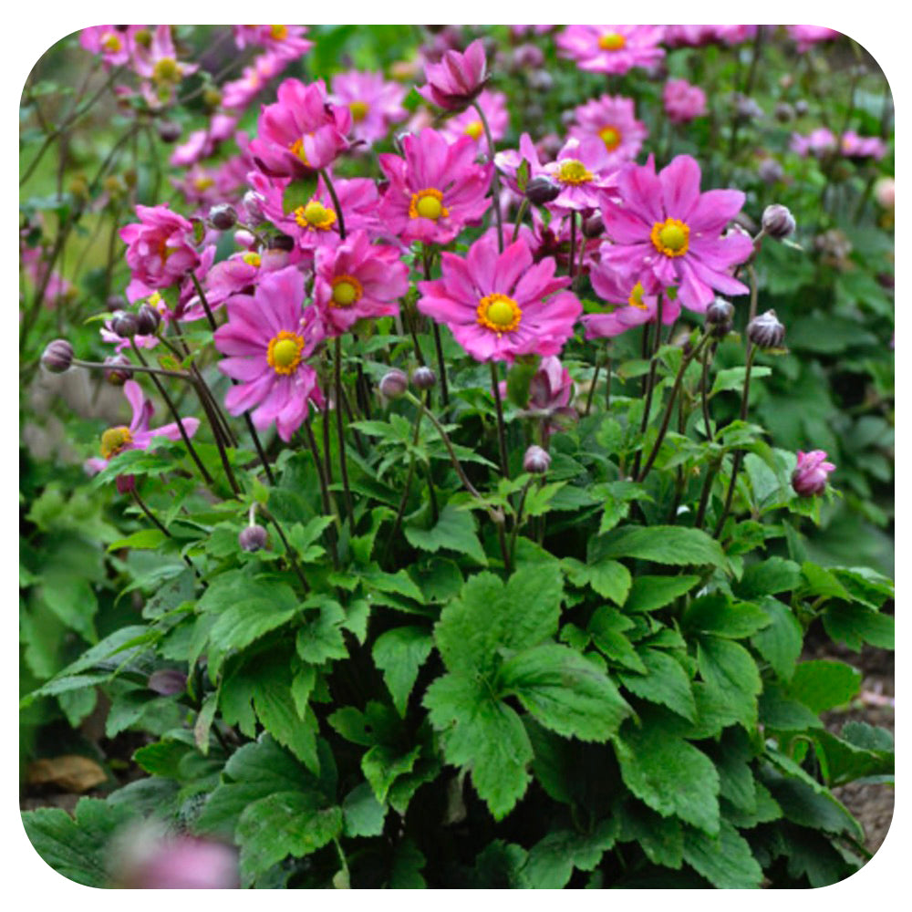 Anemone 'Curtain Call Deep Rose ' (Japanese Anemone) - Davenport