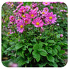 Anemone ‘Curtain Call Deep Rose ’ (Japanese Anemone)