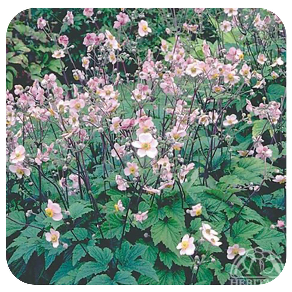 Anemone tomentosa 'Robustissima' (Grapeleaf Anemone)