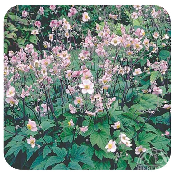 Anemone tomentosa 'Robustissima' (Grapeleaf Anemone)