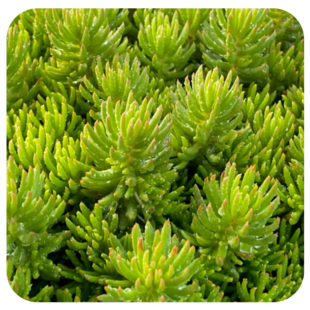 Sedum Green Angelina 'Tight and Tidy'