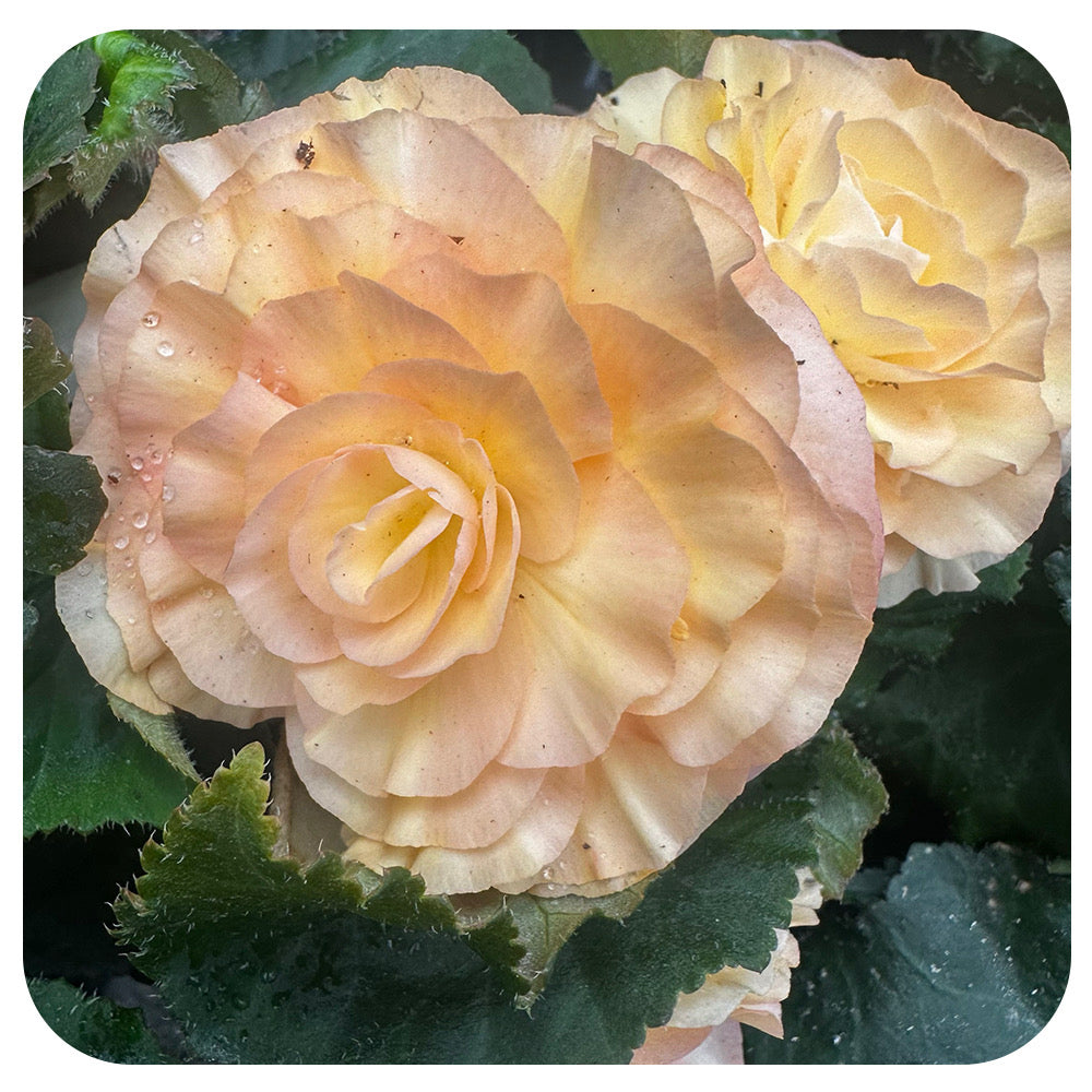 Begonia - Non-Stop Variety (Tuberous Begonia)