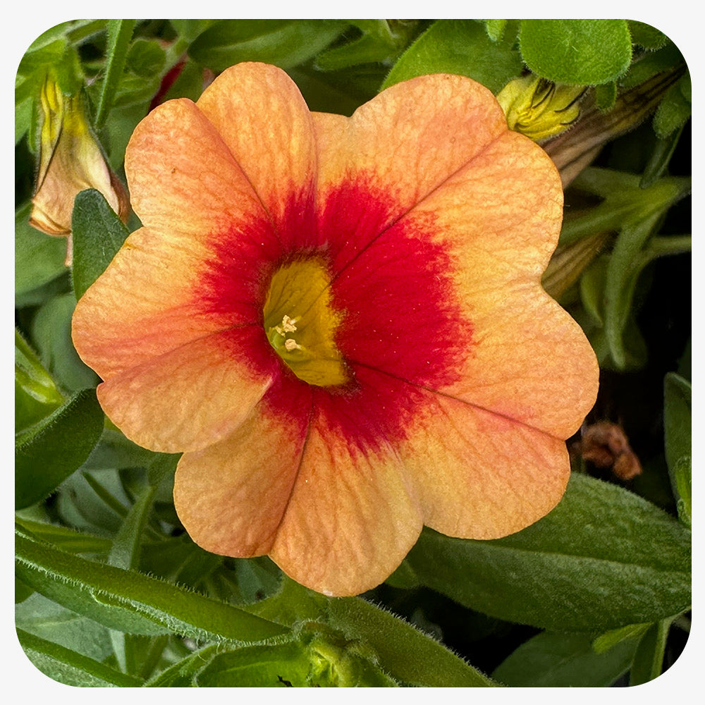 Calibrachoa (Mini-Petunia/ Million Bells)