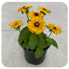 Rudbeckia Sunbeckia (Annual)