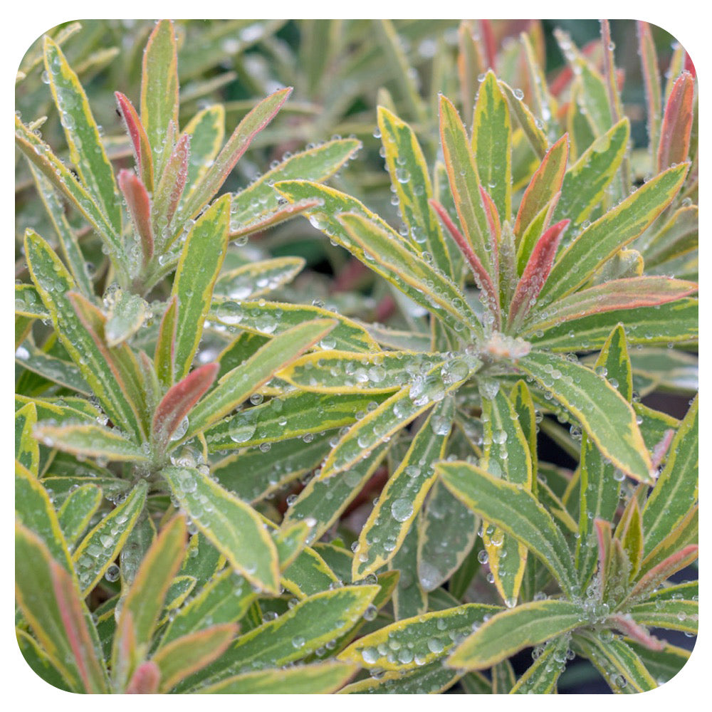 Spurge/ Euphorbia 'Ascot Rainbow'