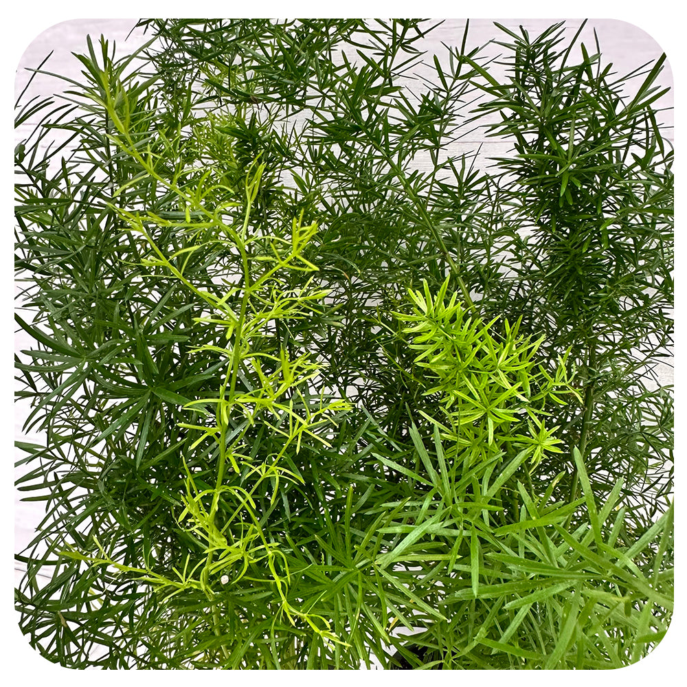 Asparagus Fern (Asparagus sprengeri)