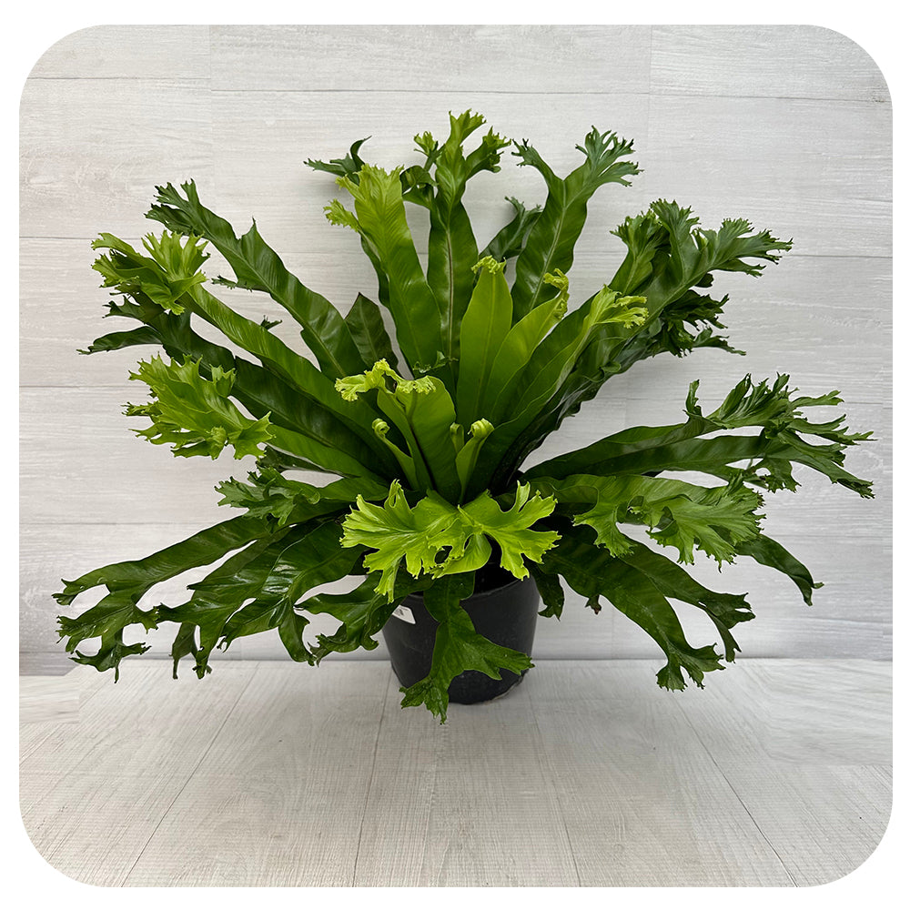bird's nest fern 32.5 Fern 'Bird's Nest' (Asplenium nidus) - various varieties
