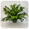 Staghorn-style fern