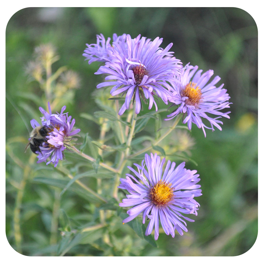 New England Aster / Symphyotrichum novae-angliae (NATIVE PERENNIAL)