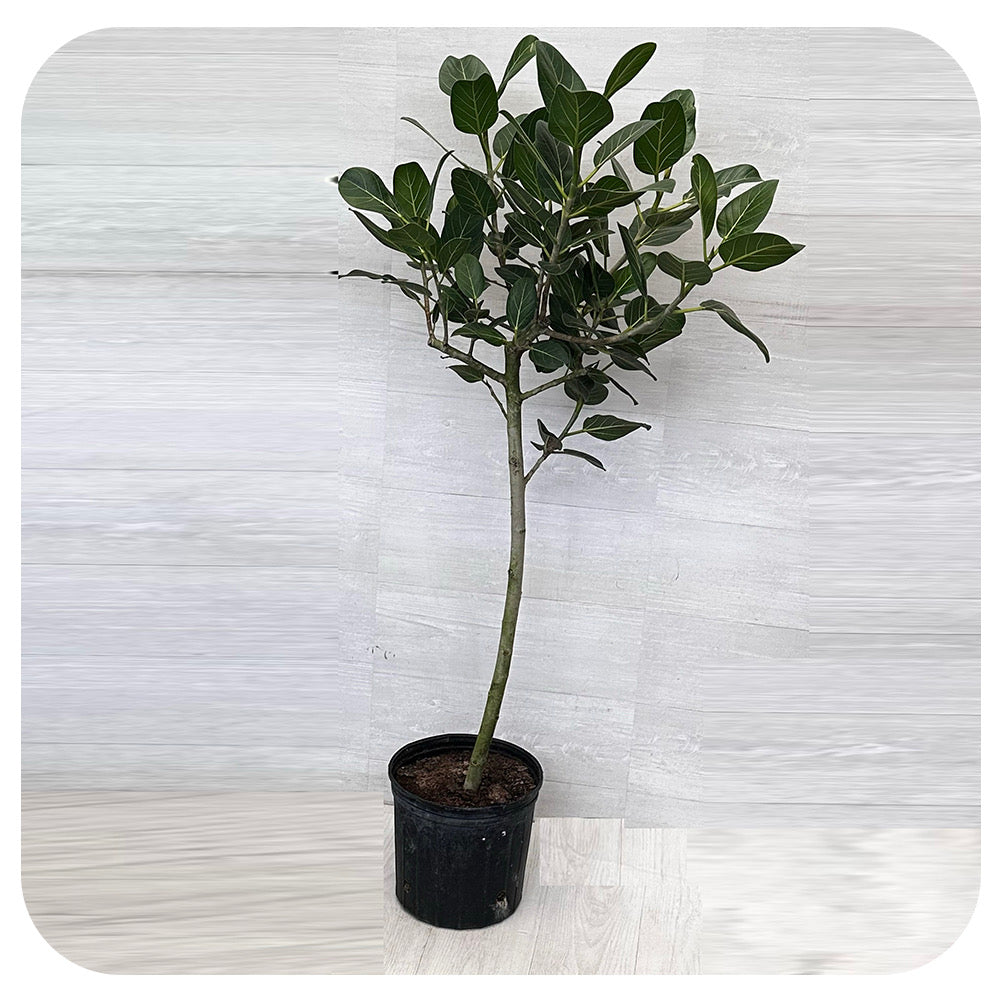 Ficus 'Audrey' Standard