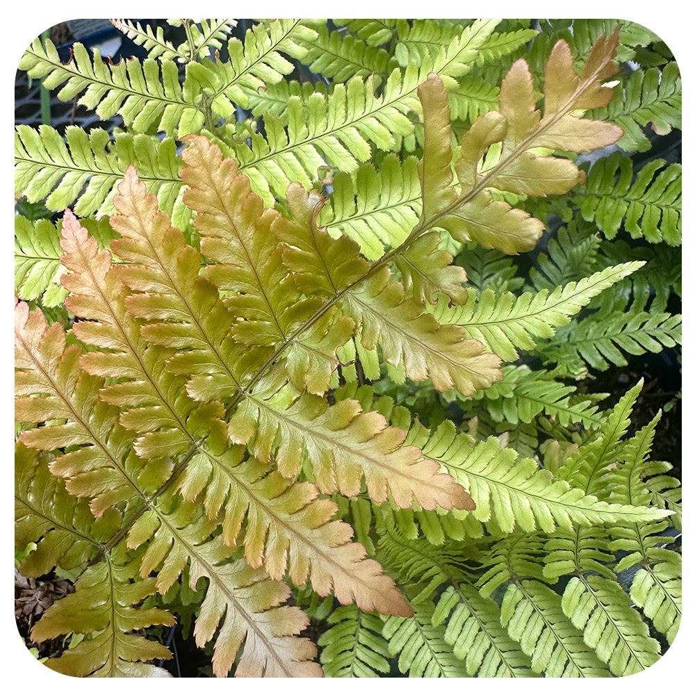 Dryopteris  Erythrosora 'Brilliance' Autumn Fern