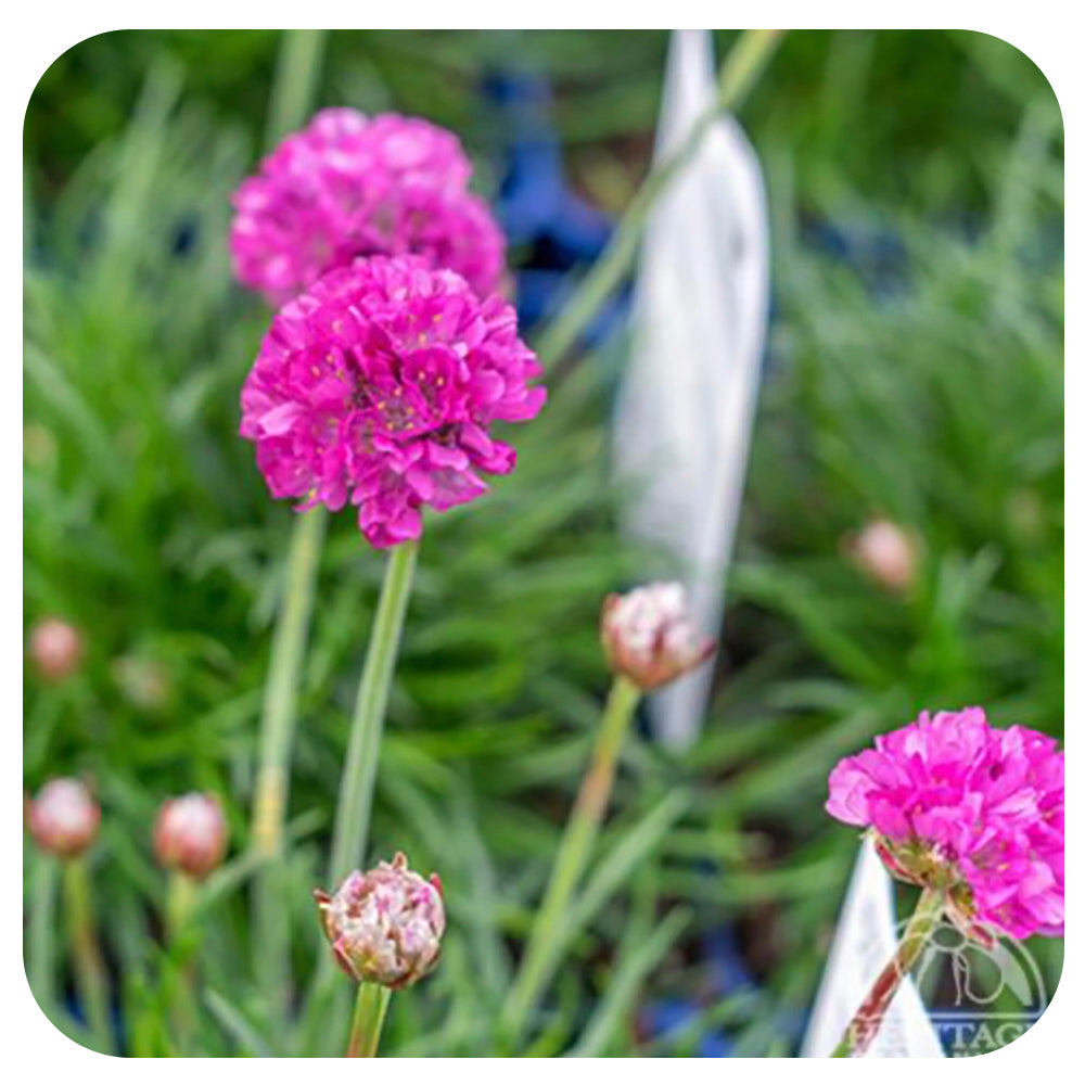 Armeria Dusseldorf Pride