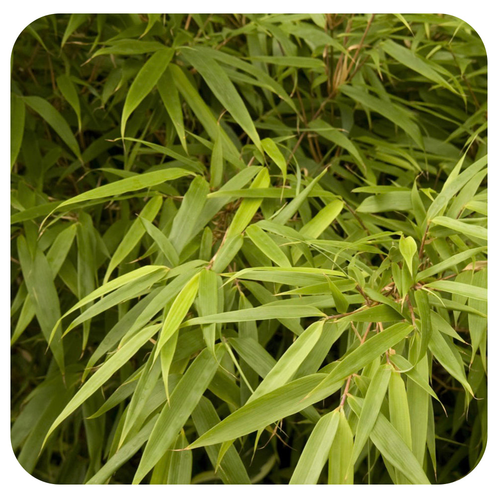 Bamboo 'Green Panda' (Fargesia rufa)