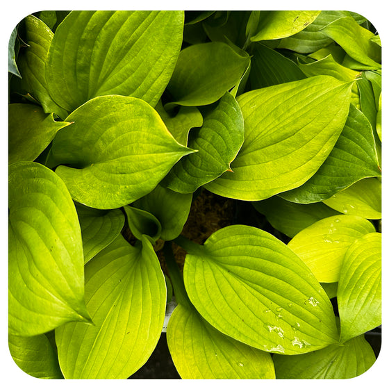 Hosta 'Banana Kid'