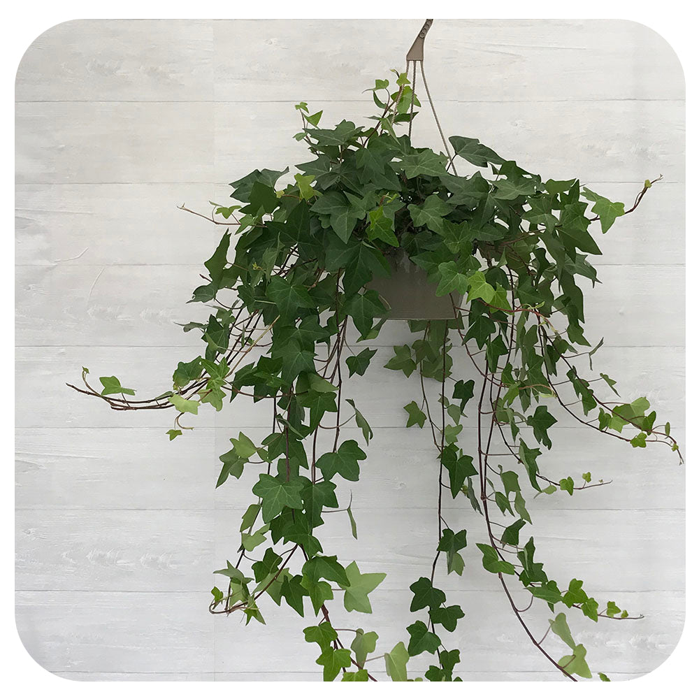 Ivy Hanging Basket  / Spanish Canary/ Montgomery/ Algerian